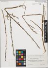 Foto von Salix iliensis Regel